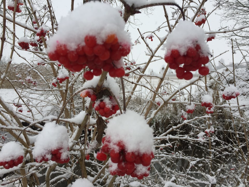 Früchte im Schnee
