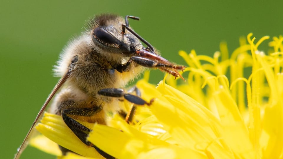 Eine Biene in Grossformat
