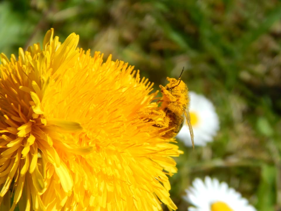 Grossaufnahme einer gelben Blüte mit einer Biene, die auch ganz gelb ist vor lauter Pollen. 