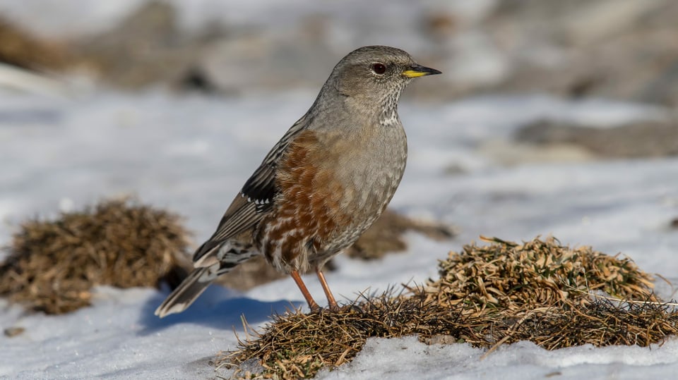 Ein Vogel im Schnee