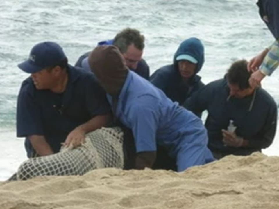 Das Rettungsteam hält die Robbe am Strand fest und wickelt sie in ein Netz ein. (NOAA Fisheries)