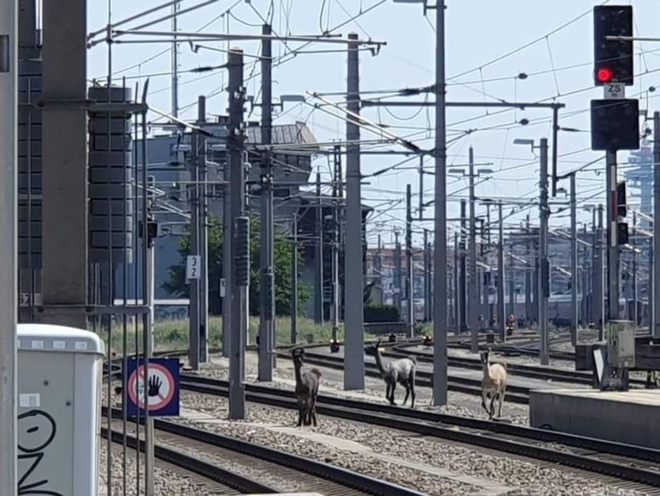 Lamas auf Bahnstrecke