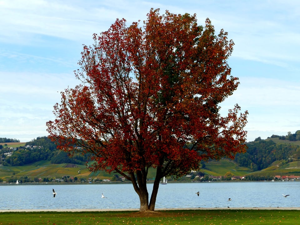 Ein Herbstbaum an einem See.