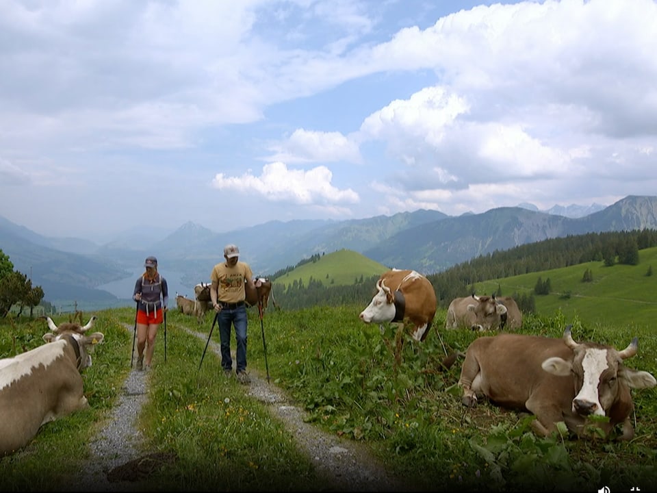 Jackie und Tobias in den Schweizer Bergen mit Kühen.