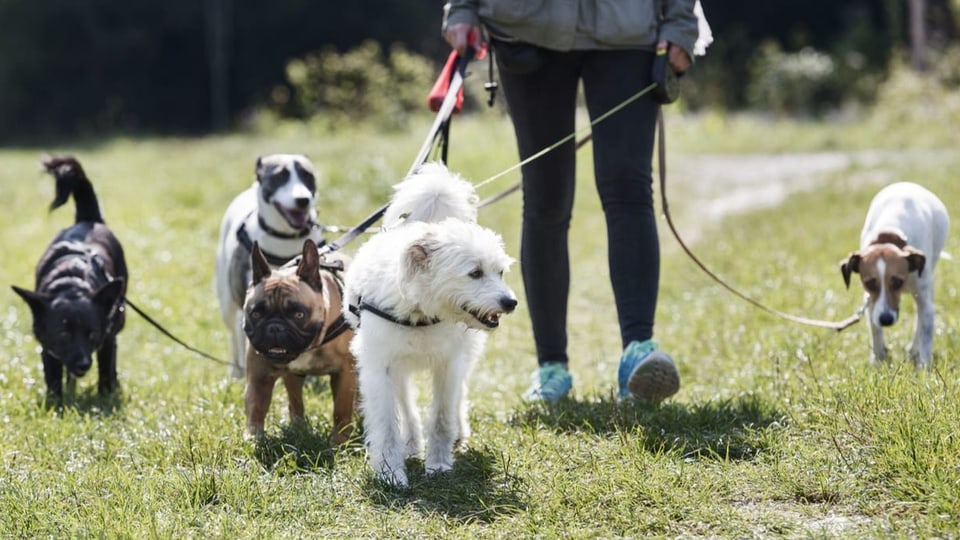 Berner Hundehorte können sich vor Anfragen kaum retten