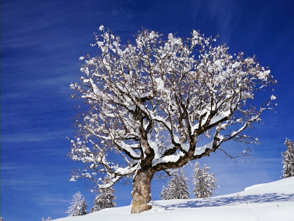 Verschneiter Baum bei stahlblauem Himmel