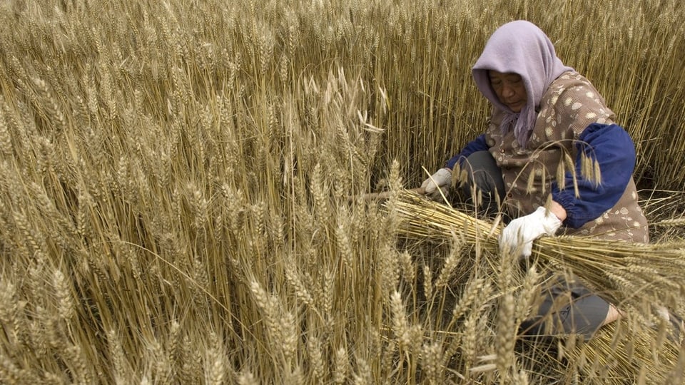Eine Frau erntet Weizen in China.