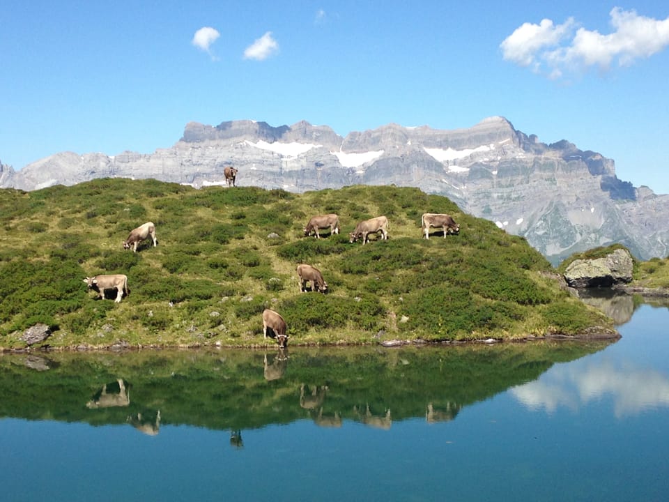 Weidende Kühe am Bergsee, dahinter das Glärnischmassiv.