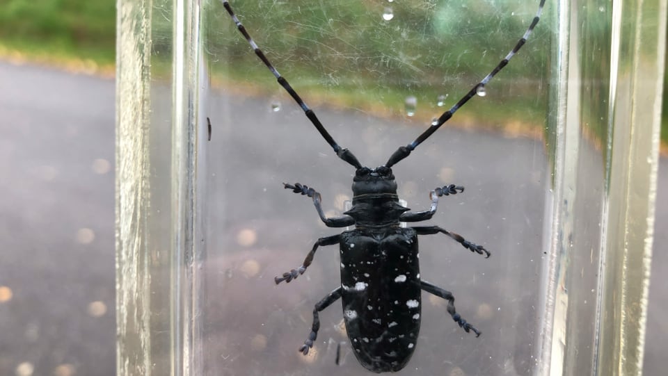 Käfer in einem Plexiglasklotz.