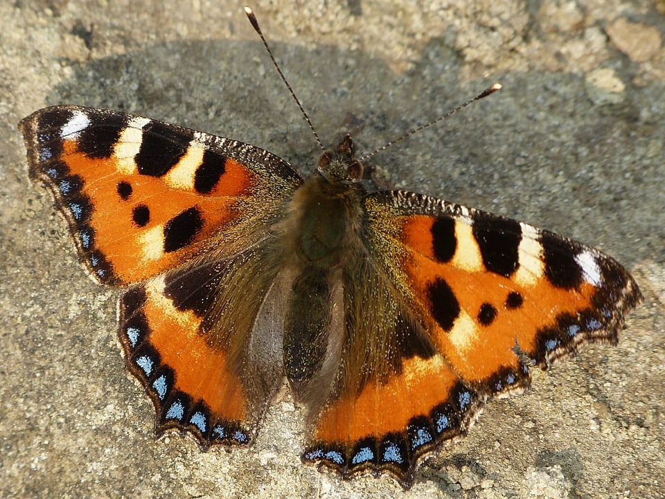 Ein Schmetterling mit weit ausgebreiteten Flügeln an einer Hauswand.