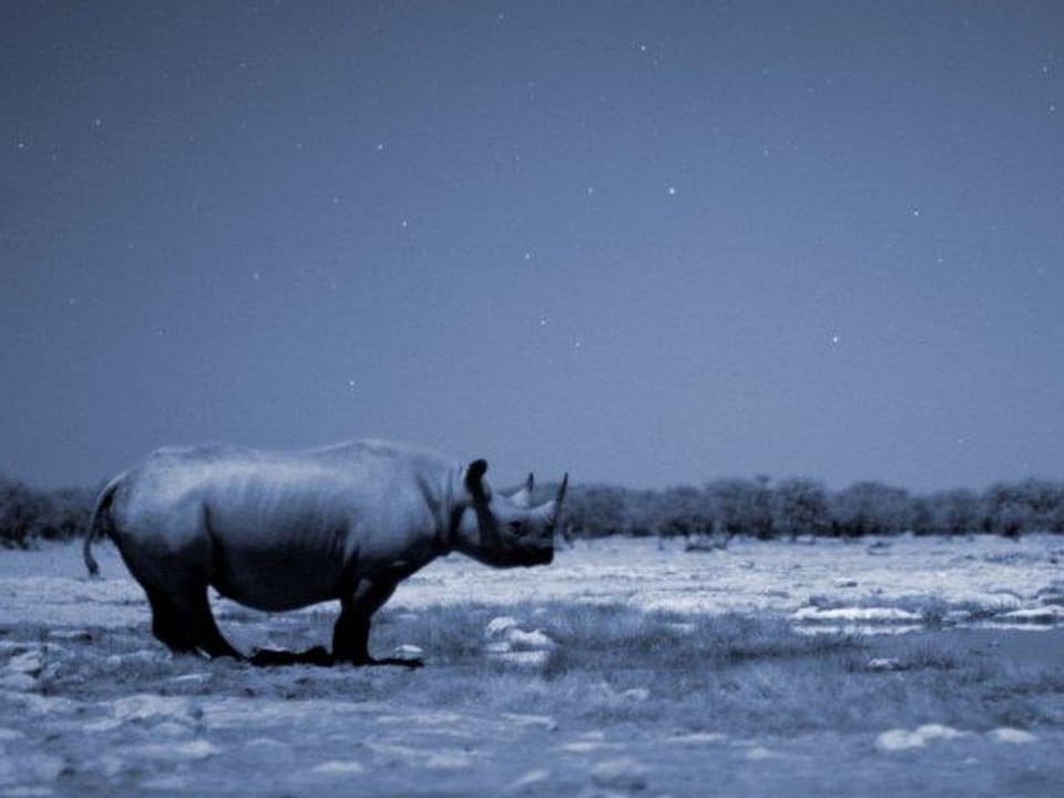 Bedrohter Einzelgänger mit Charme: Ein Spitzmaulnashorn in der Kalahari.