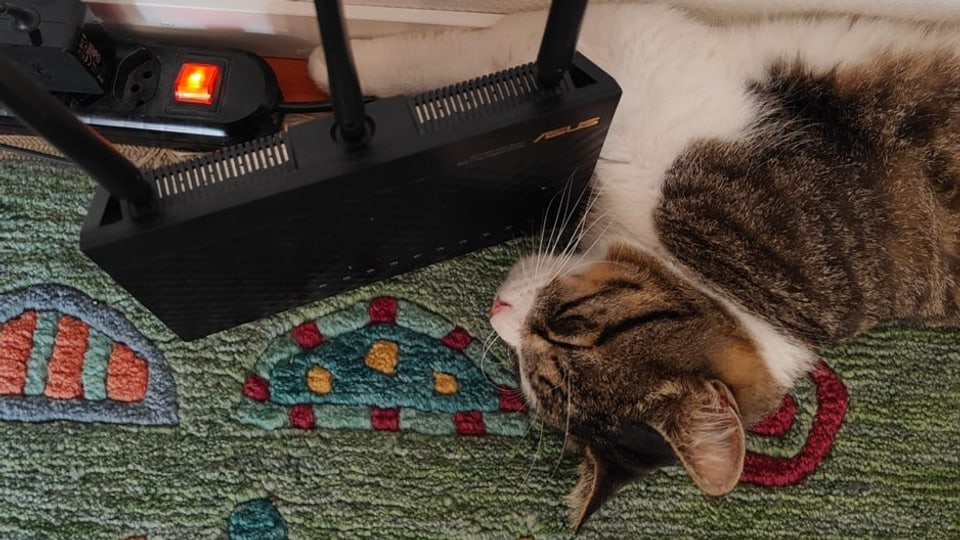 Eine Katze, ein Router und eine Steckdosenleiste.