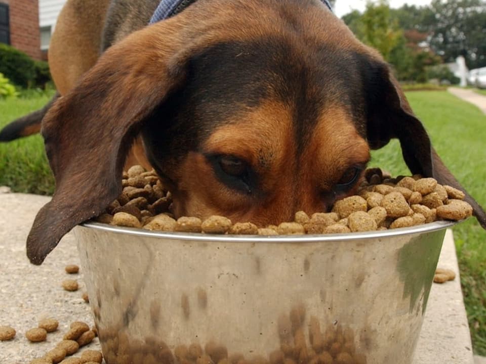 Ein brauner Hund frisst aus seinem überfüllten Hundenapf.