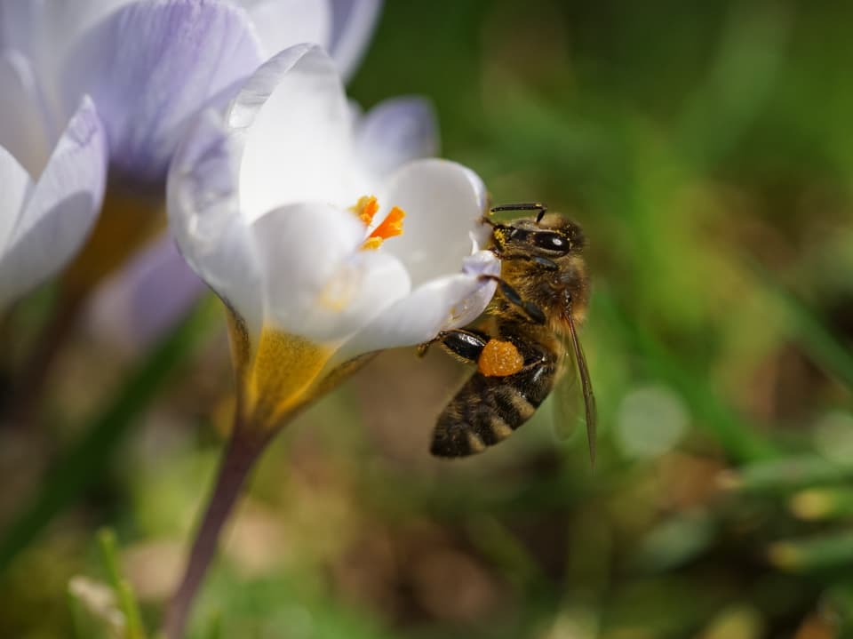 Weisser Krokus in Grossaufnahme mit einer Biene an der Blüte. 