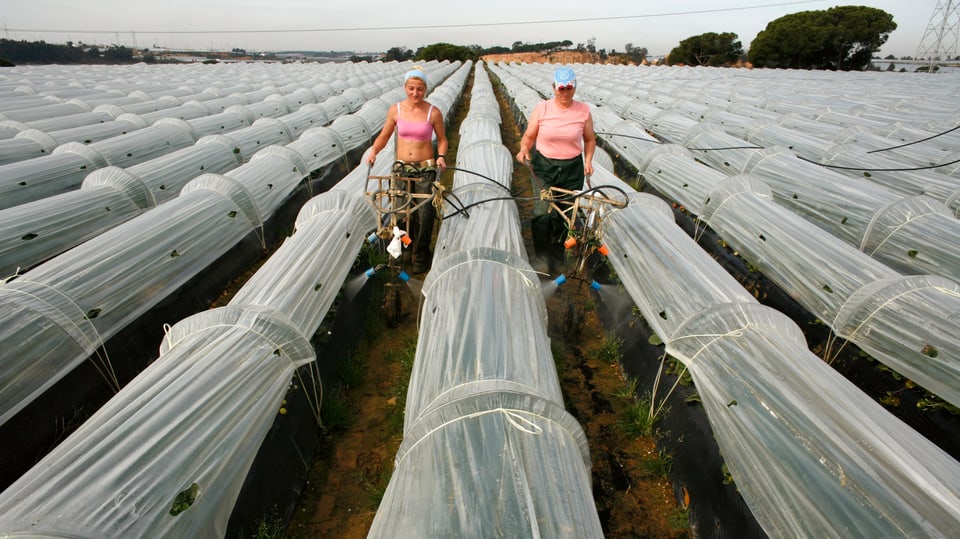 Zwei Frauen beim Bewässern von Erdbeeren unter Plastiktunnel.