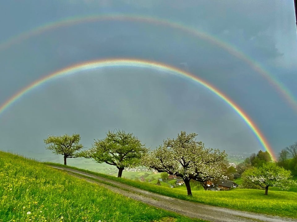 Doppelter Regenbogen über blühenden Bäumen auf einer Wiese