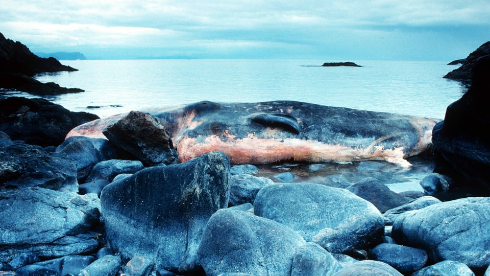 Pottwal-Kadaver in kleiner, steinigen Bucht, verwesend, Norwegen,