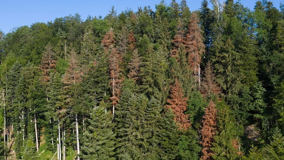 Wald mit dürren Bäumen