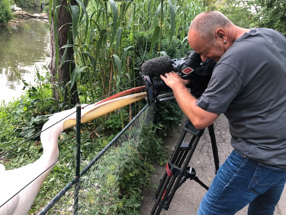 Mann filmt einen Pelikan, der mit seinem Schnabel die Kamera pickt.