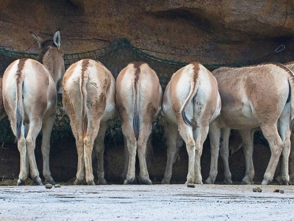 Fünf Esel stehen mit dem Hinterteil zur Kamera