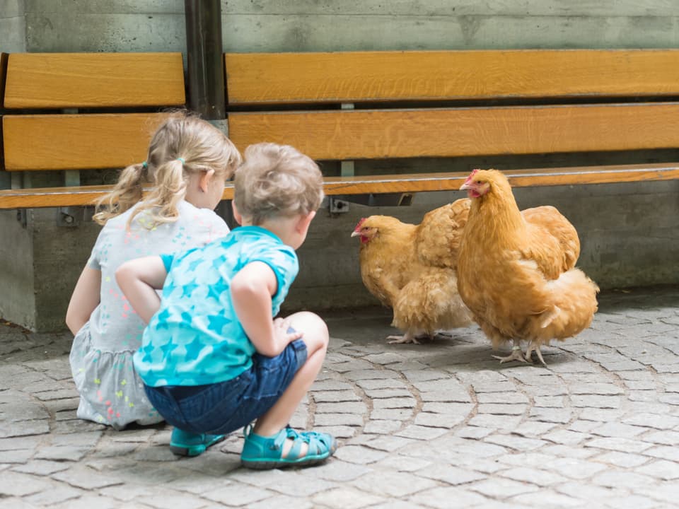 Zwei Kinder knieen sich zu zwei Hühnern nieder, die frei herum laufen.