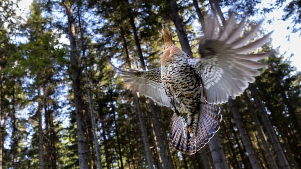 Auerhuhn fliegt auf