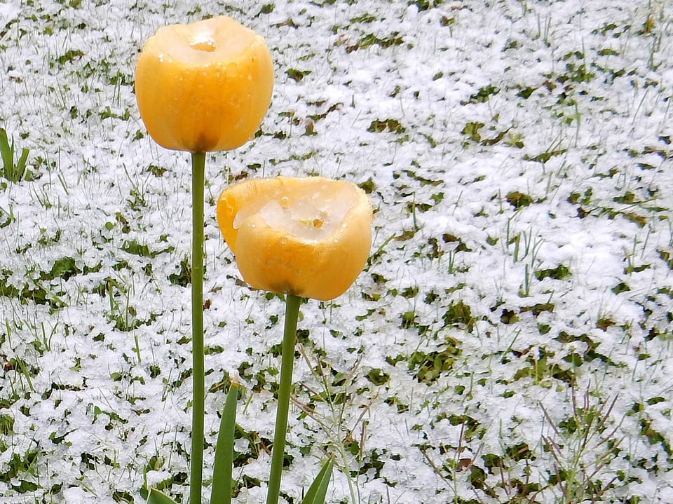 mit Schnee gefüllte Blumen