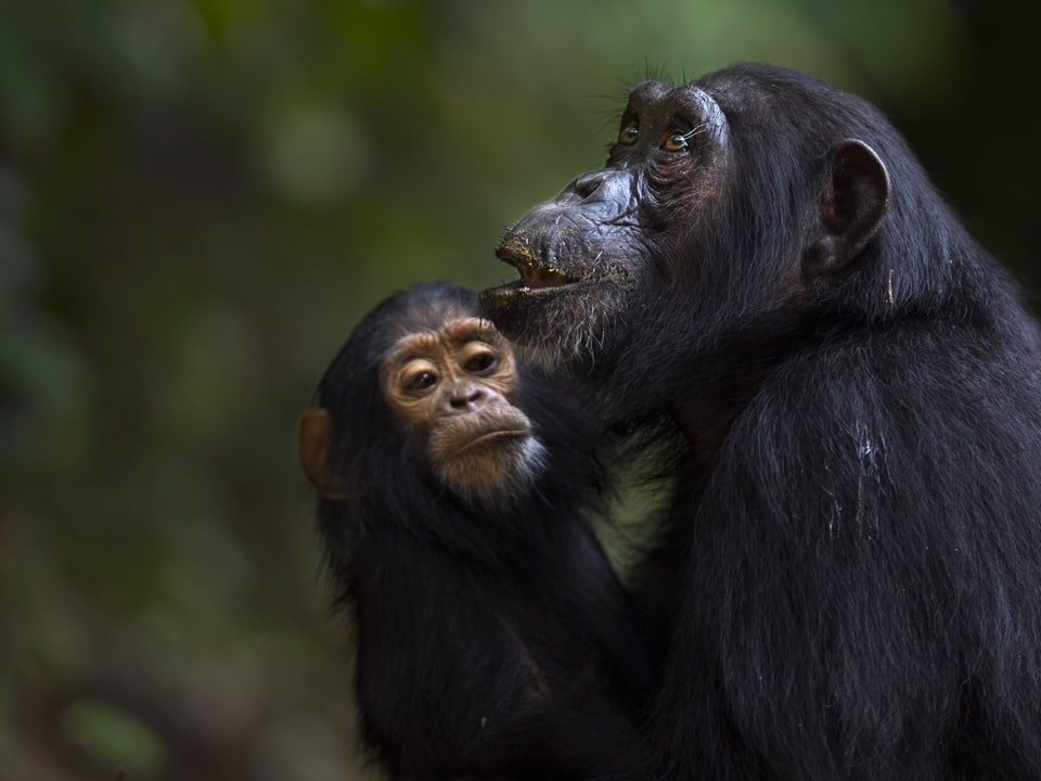 Eine Schimpansenmutter hält ihr männliches Junges im Arm.