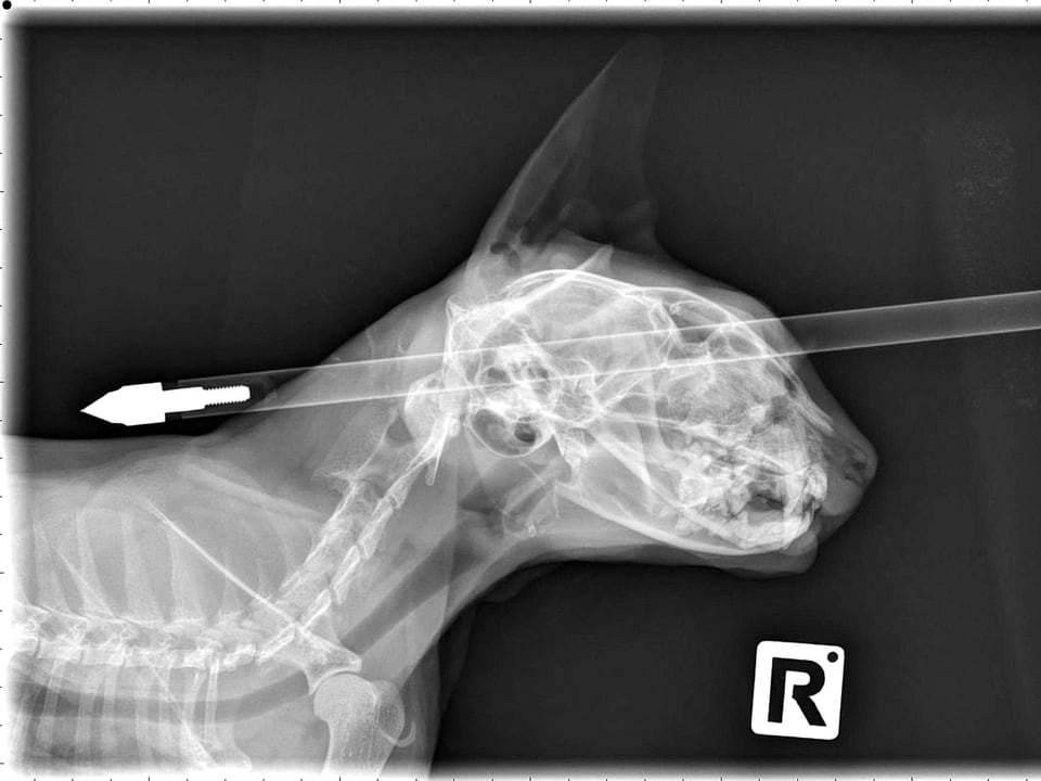 Röntgenaufnahme des Katzenkopfes von der Seite. Ein Pfeil mit deutlich erkennbarer Metallspitze durchbohrt den Katzenschädel.