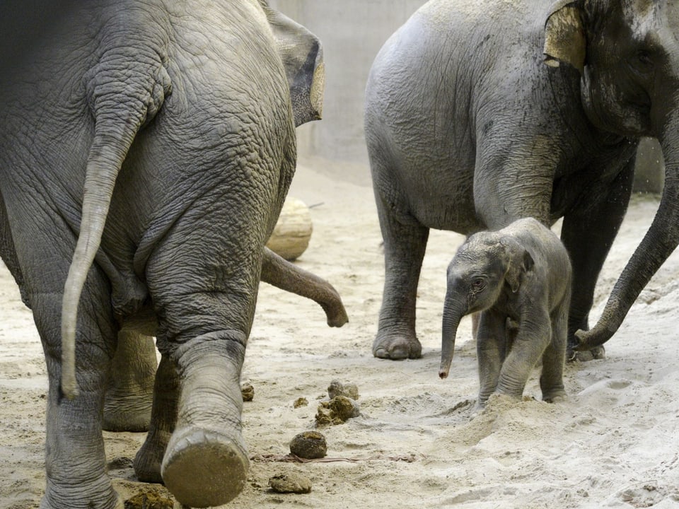 Ein kleiner Elefant steht zwischen zwei grossen Elefanten in einer Sandbox.