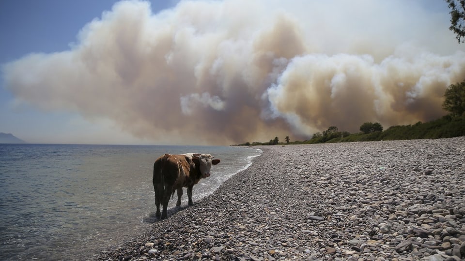 Eine Kuh steht an einem Steinstrand und schaut zurück. Vor ihr türmen sich riesige Aschewolken wegen eines WAldbrandes.