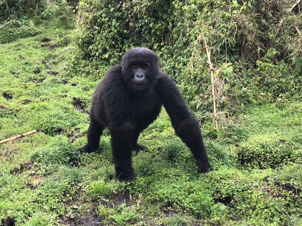 Ein Gorilla auf allen Vieren, etwas breitarmiger, schaut «gwundrig» in die Kamera.