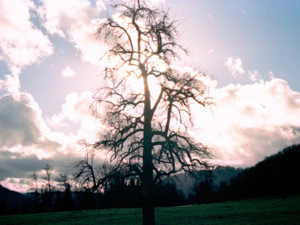 Ein Baum im Gegenlicht, dahinter Sonne und Wolken am Himmel.
