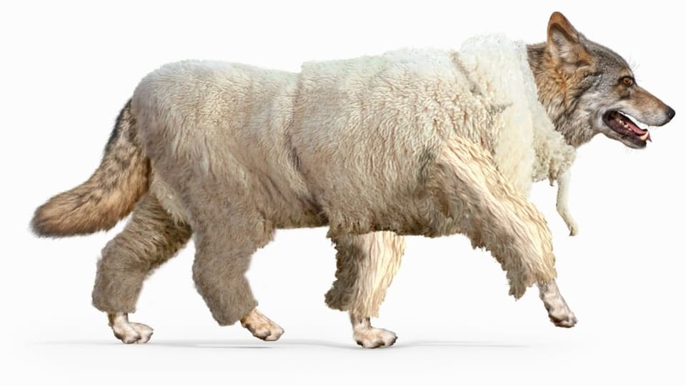 «Wolf im Schafspelz» Wie Tiere in unsere Sprache kamen Radio SRF 1 SRF