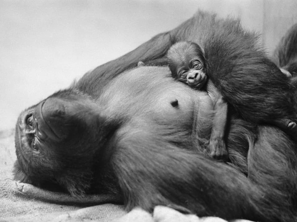 Gorilla liegt auf einem Tuch und hat ein Junges auf dem Bauch.