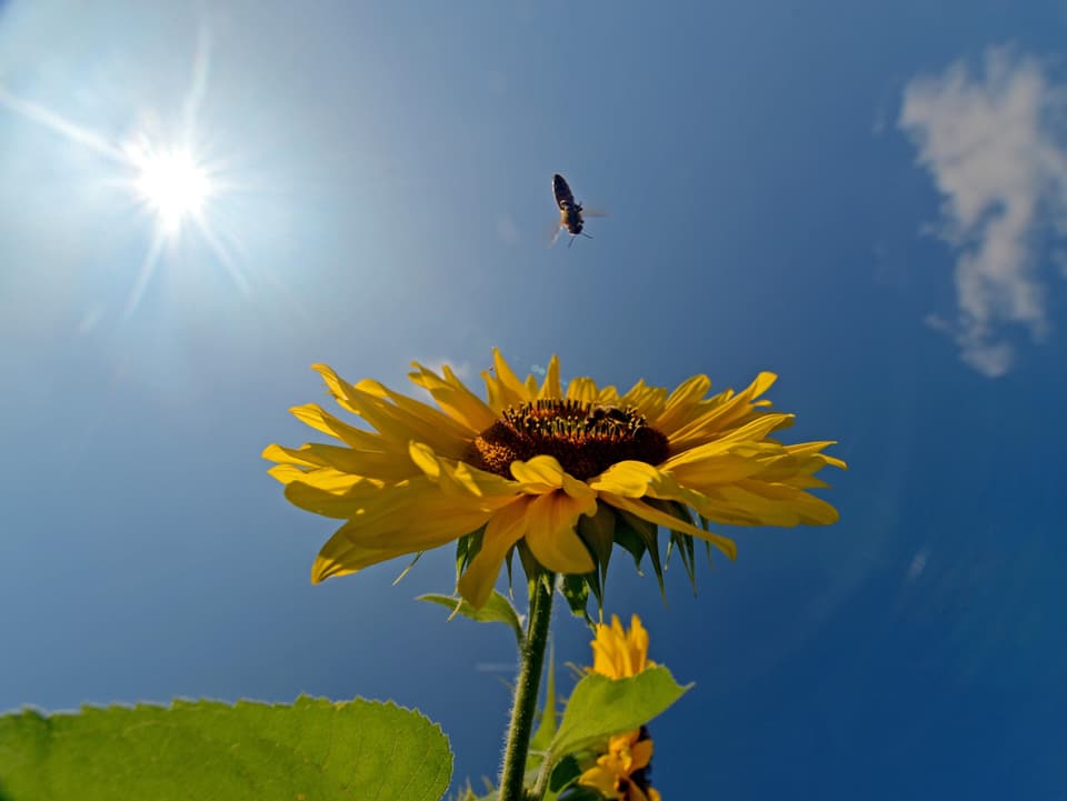 Eine Sonneblume streckt ihren Kopf in Richtung Sonne, eine Biene ist im Anflug auf die Blüte.
