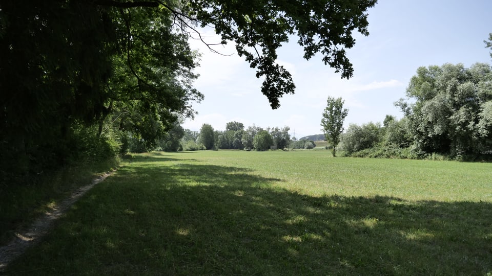 Wiese