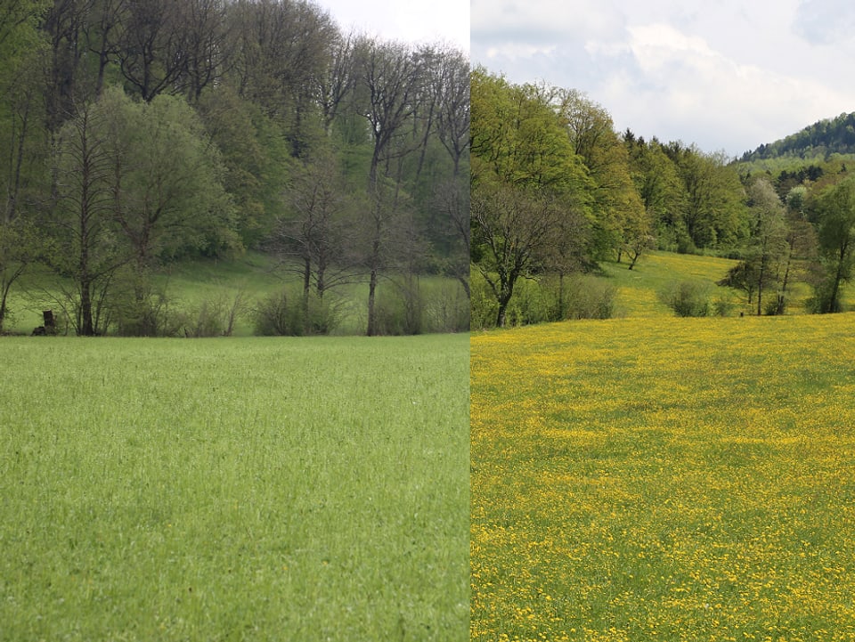 Eine grüne Wiese mit Bäumen im Hintergrund. Das Bild ist zusammengesetzt: Rechts das Foto vor dem Gewitter mit vielen gelben Blüten und belaubten Bäumen. Links sind die Blumen nicht mehr zu sehen und die Blätter der Bäume liegen am Boden. 