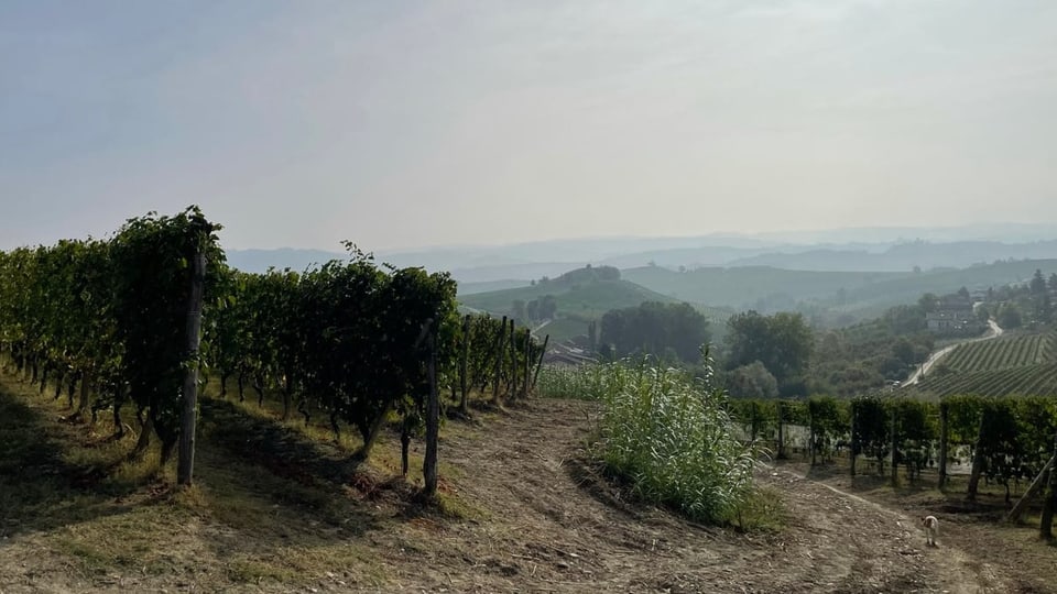 Weinreben und Landschaft im Nebel