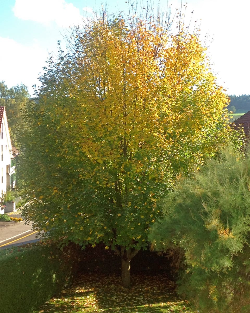 Grosser Ahornbaum mit gelben und grünen Blättern.