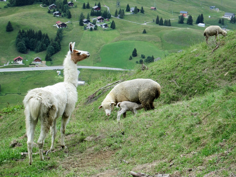 Lama und ein Schaf mit seinem Lamm an einem Berghang.