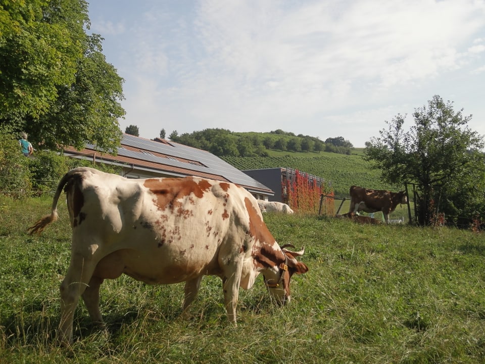 Eine Kuh steht vor einem Gebäude mit Solarzellen.