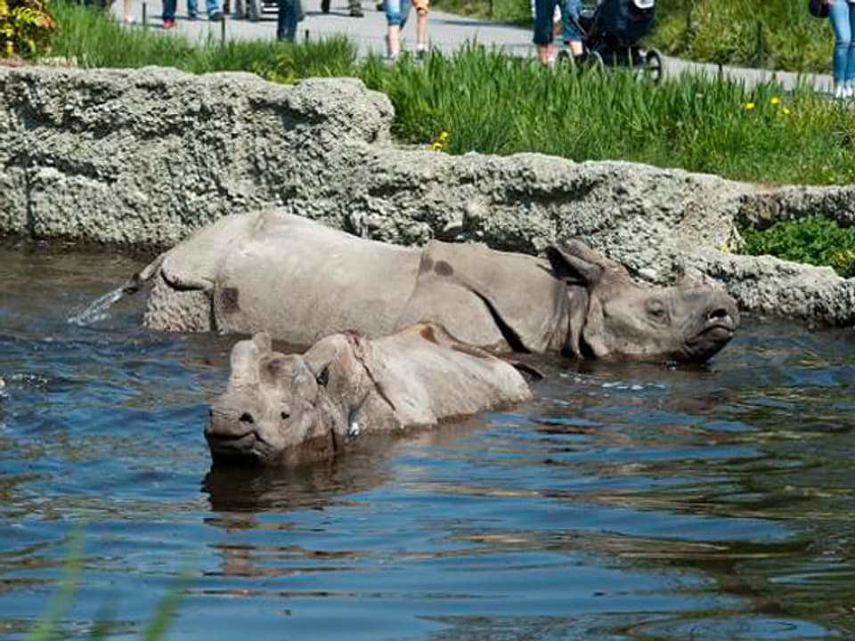 Zwei Nashörnern nehmen im Teich ein Bad.