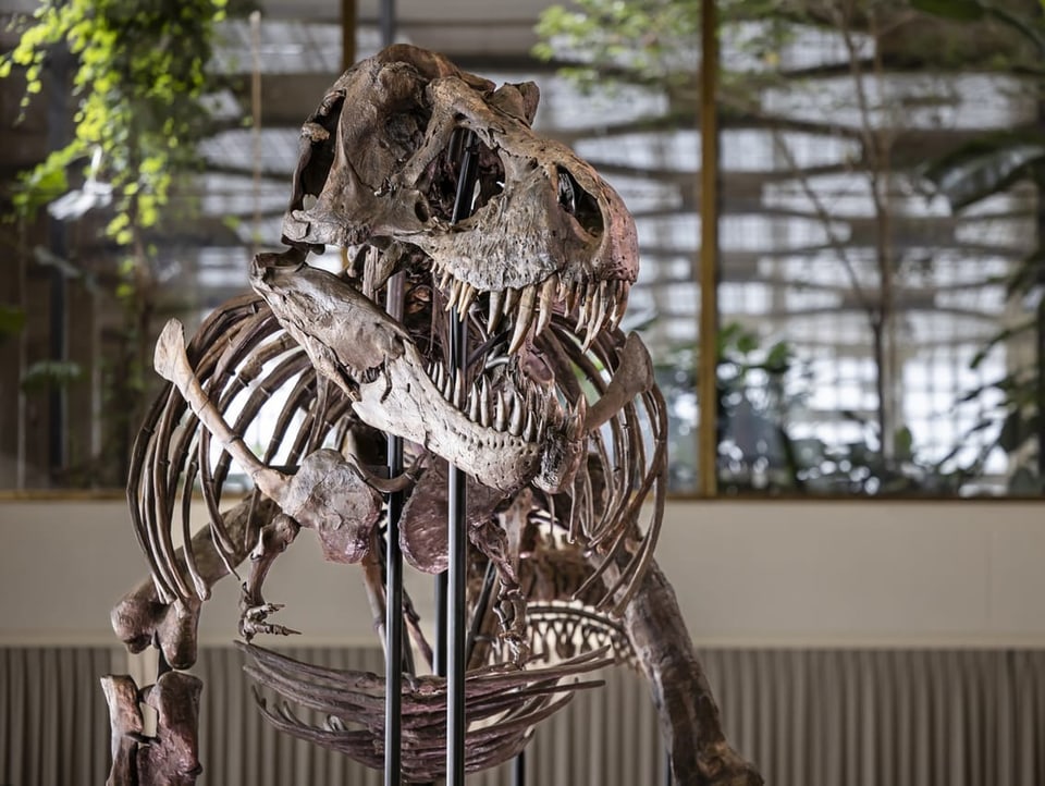Das T-Rex Skelett 
