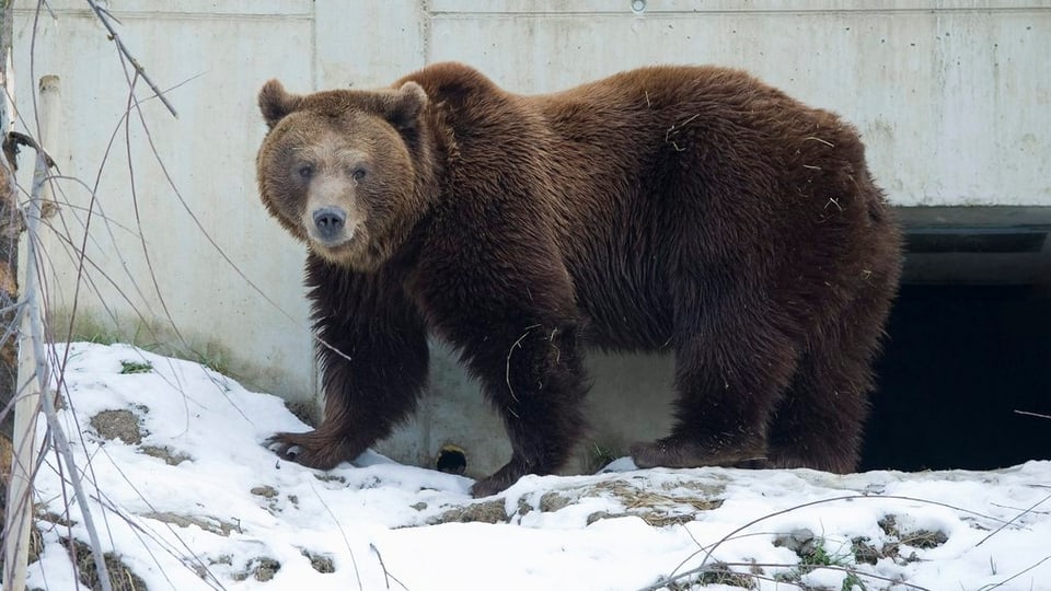 Frist verkürzt: Bis Mitte Jahr statt bis Ende hat der Gemeinderat Zeit den Bärenpark behindertengerecht zu erschliessen.