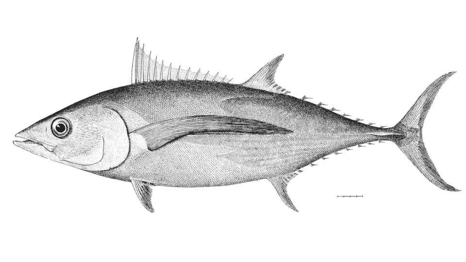 Der Weisse Thunfisch, dargestellt auf einer Illustration aus dem 19. Jahrhundert.