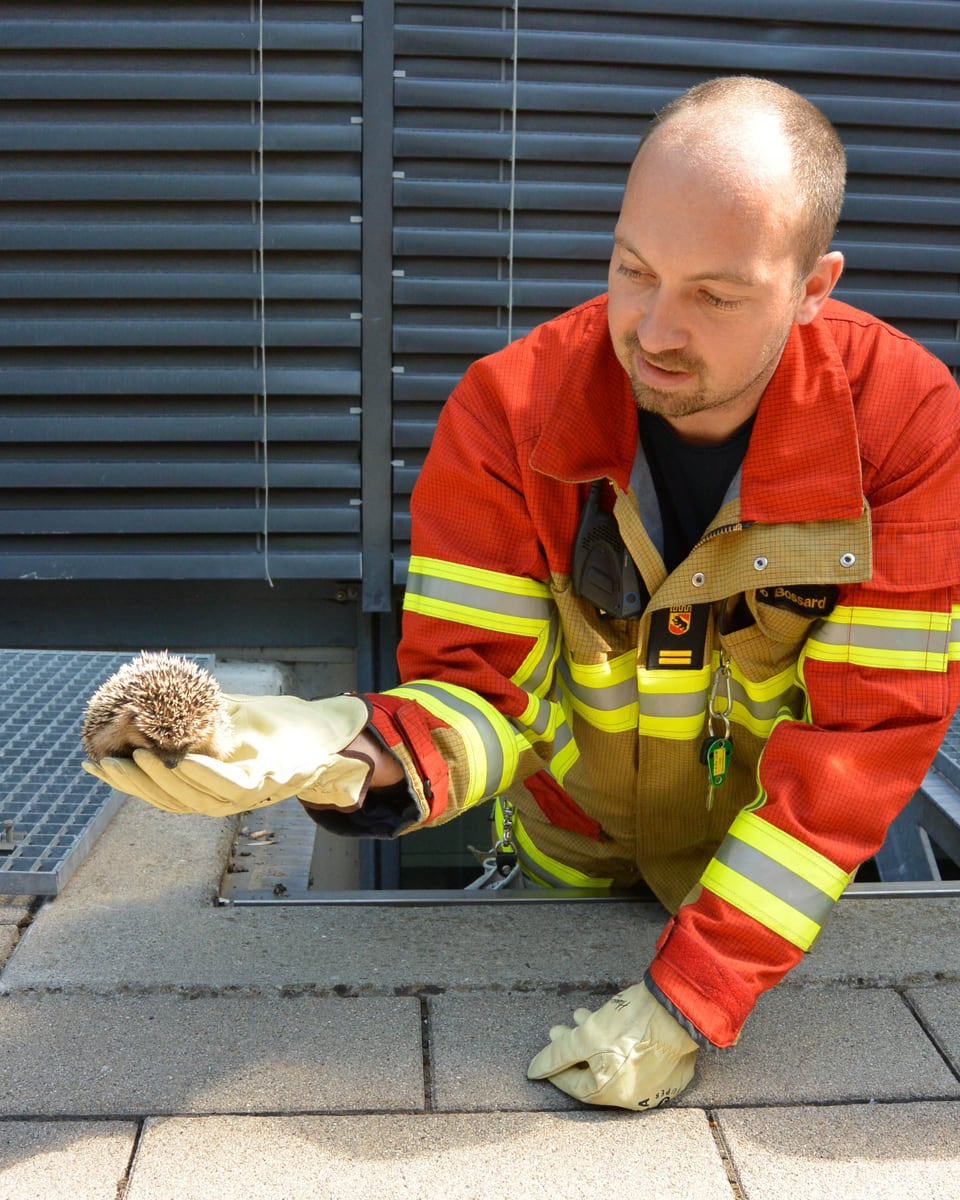 Ein Berner Feuerwehrmann schenkt dem verirrten Igel die Freiheit.