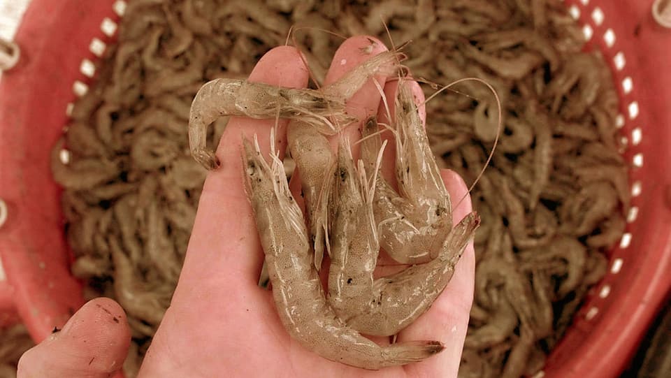 Handfläche auf der eine Ladung weiss-brauner Shrimps liegt