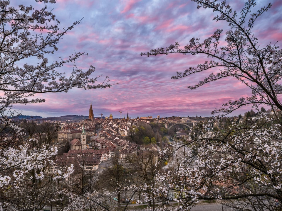 Bern: Farbiger Frühlingsmorgen. Rosa blühende Bäume vor der Stadt Bern. Himmel auch rosa verfärbt.