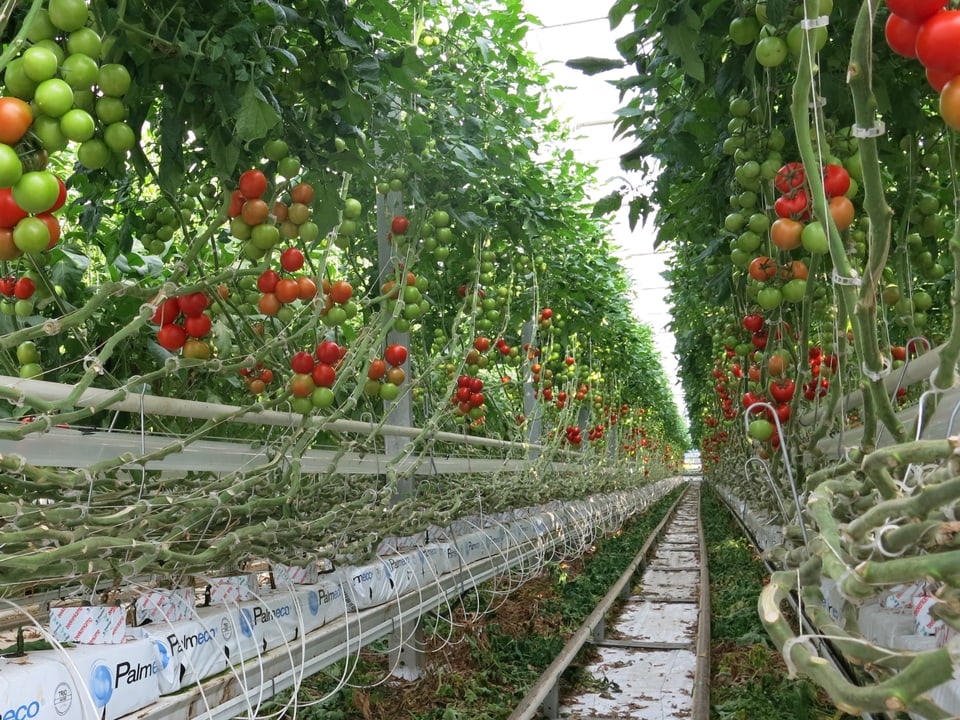 Tomaten wachsen in einem Gewächshaus.